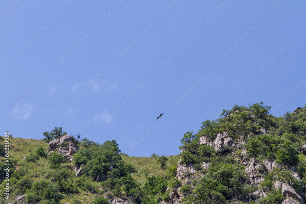 An eagle hovering above rocks in search of food