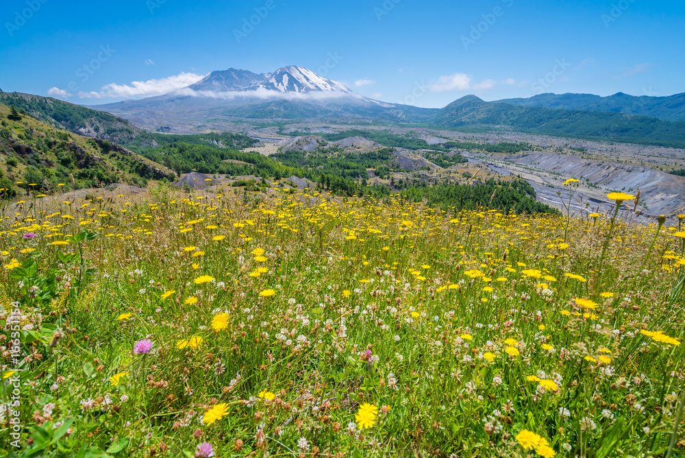 The breathtaking views of the volcano. Amazing valley of flowers. Hummocks Trail. Mount St Helens National Park, South Cascades in Washington State, USA