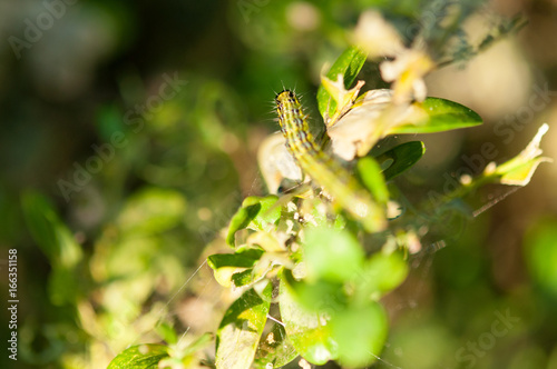 Caterpillar as a pest eating buxus leaves photo