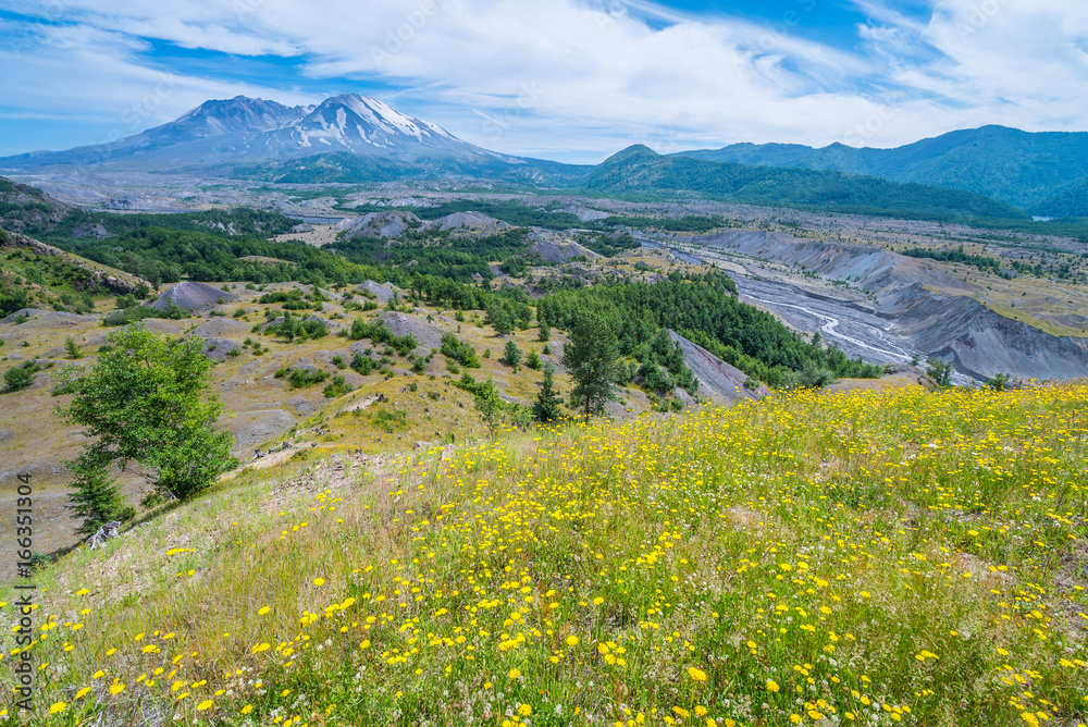 The breathtaking views of the volcano. Amazing valley of flowers. Hummocks Trail. Mount St Helens National Park, South Cascades in Washington State, USA