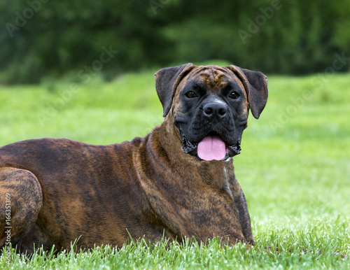 Canvas Print Boxer puppy dog sitting in a grassy meadow on a warm sunny day.