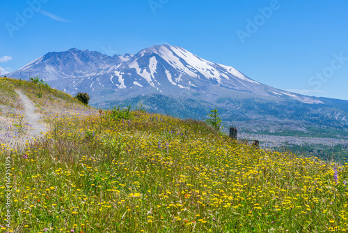 The breathtaking views of the volcano. Amazing valley of flowers. Hummocks Trail. Mount St Helens National Park, South Cascades in Washington State, USA