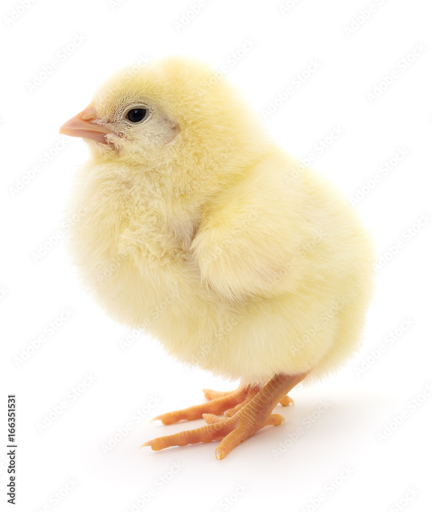 Fototapeta premium Small yellow chicken.