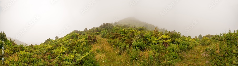 Fog in the jungle panorama