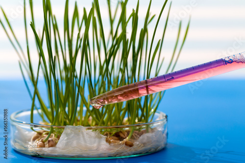 Experiments with plants in the laboratory