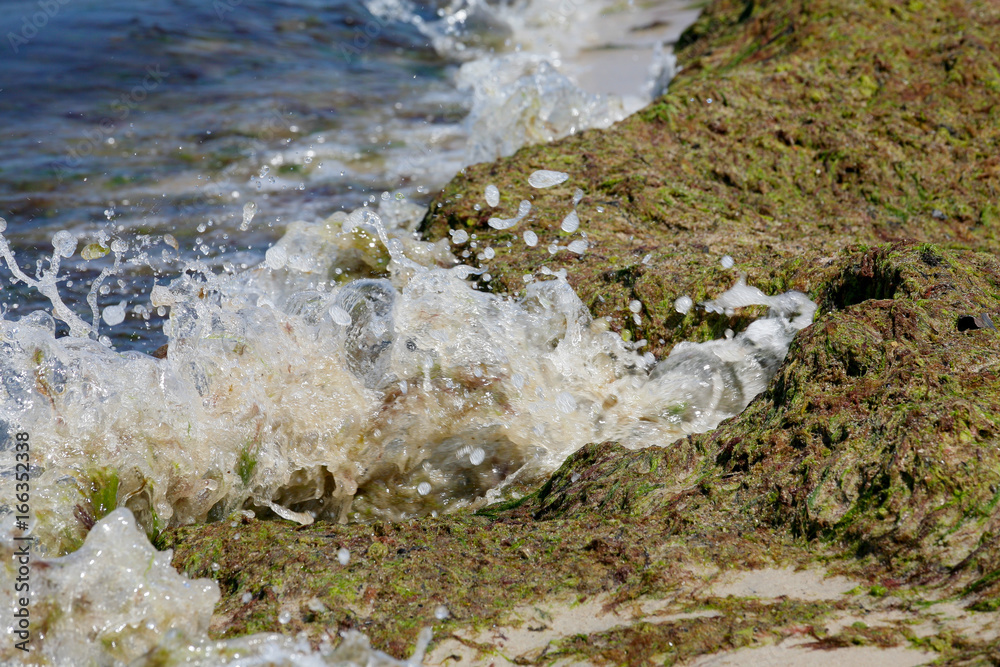 Seaweed on the shoreline of the Baltic Sea