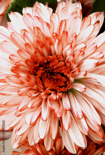 Red and White Chrysanthemum