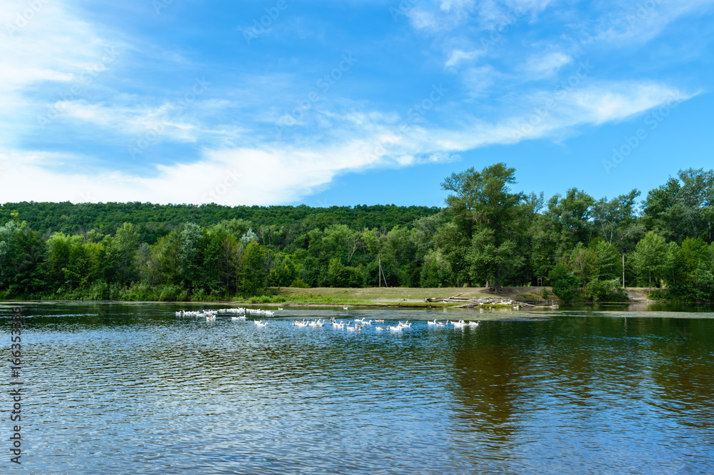 Fototapeta premium Beautiful view of the river. On the banks of a green forest.