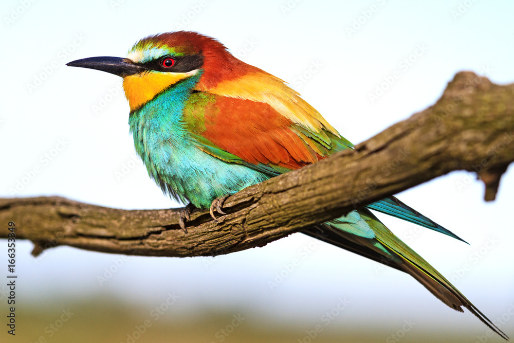 Obraz premium Color palette at the bird's feast