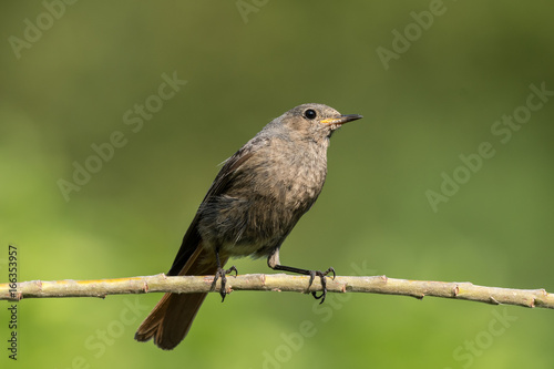 Redstart sitting on a branch