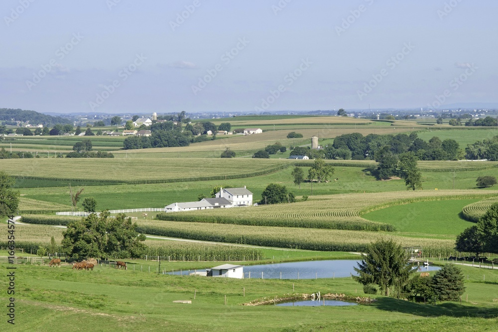 Obraz premium Farm with Horses