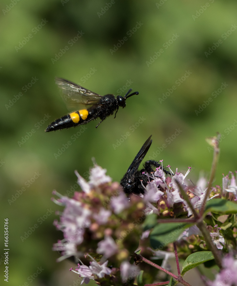 Scolia male in flight Scolia male in flight