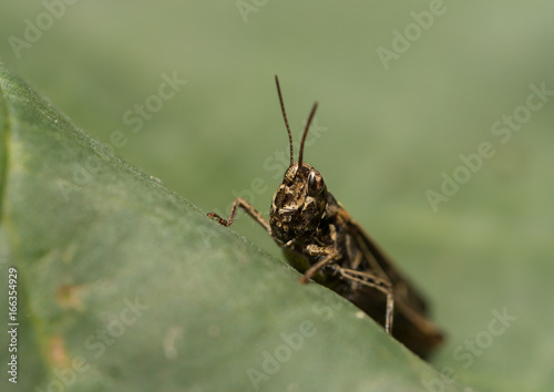 Grasshopper sitting on a large leaf