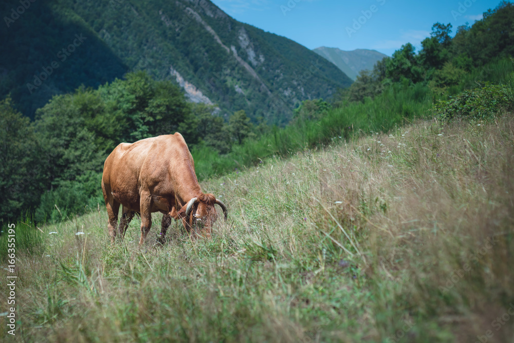 Obraz premium Vache en estive