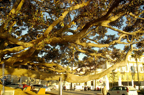 tronco de arbol ficus con raices en el parque de la Alameda en la capital de C  diz  Andaluc  a. Espa  a