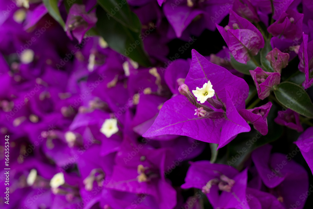 Closeup image of Bougainvillea flowers. Closeup image of Bougainvillea flowers.