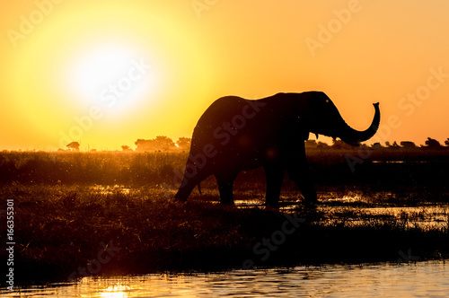 Photography Elephant Sunset