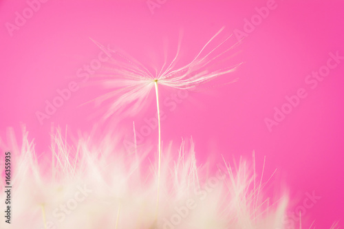 Seed of dandelion © stockfotocz