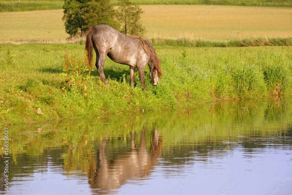 Flußpony, graues Pony grast am Flußufer in der Abendsonne Flußpony, graues Pony grast am Flußufer in der Abendsonne