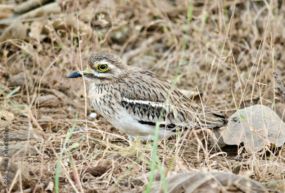 Fototapeta premium Indian Thick-knee