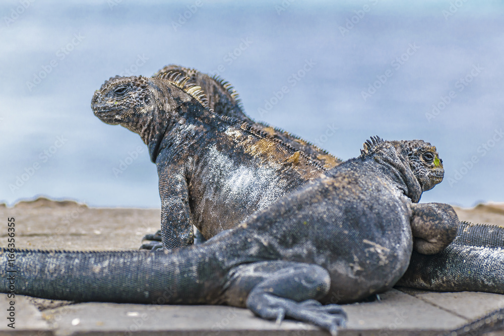 Fototapeta premium Group of Small Iguanas Resting at Ground