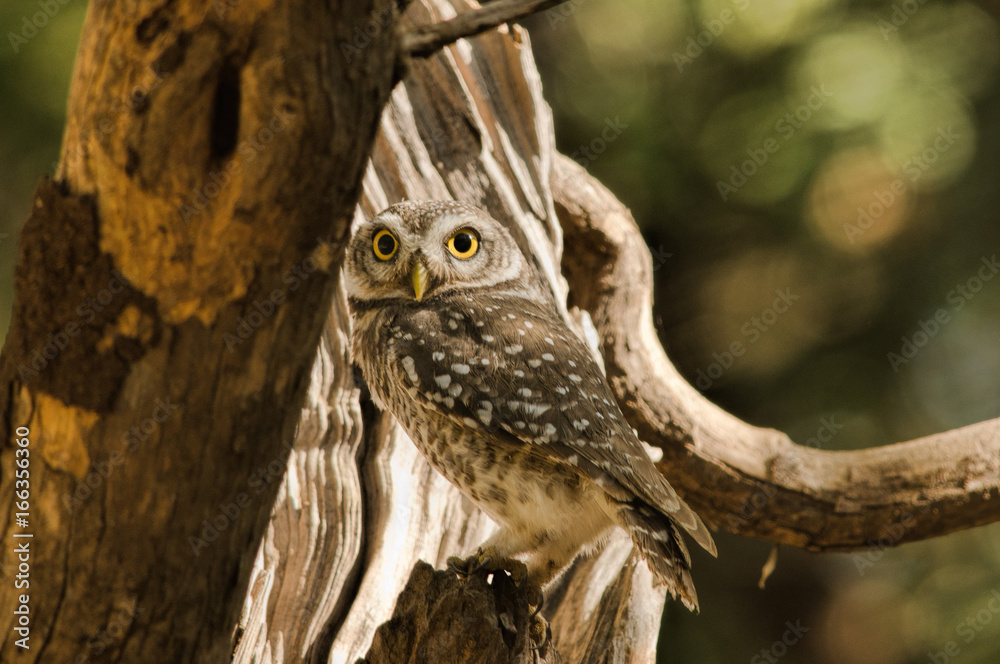 Fototapeta premium Spotted Owlet