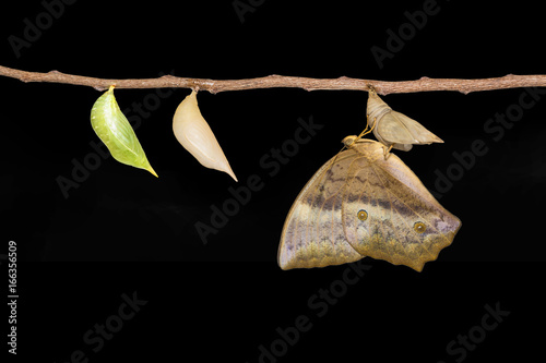 Emerging and chrysalis of common duffer butterfly ( Discophota sondaica Boisduval ) from chrysalis hanging on twig photo