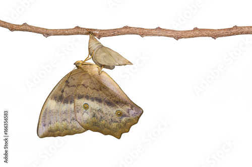 Isolated emerging of common duffer butterfly ( Discophota sondaica Boisduval ) from chrysalis hanging on twig with clipping path photo