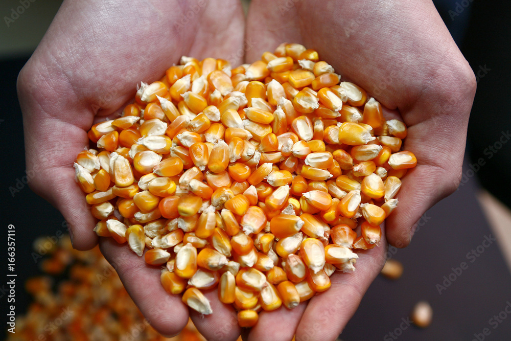 corn corn