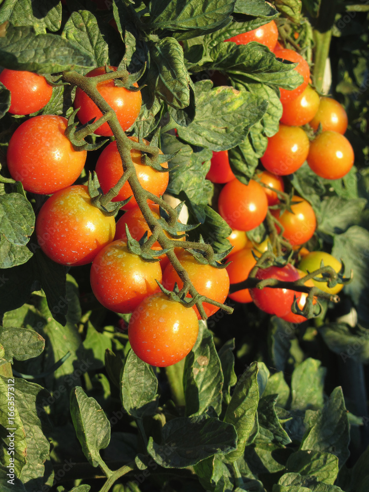 Tomato plants growing in the garden . Tomatoes ripen gradually . Tuscany, Italy Tomato plants growing in the garden . Tomatoes ripen gradually . Tuscany, Italy