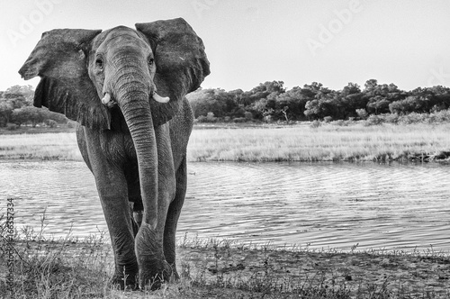 Photography Angry Elephant