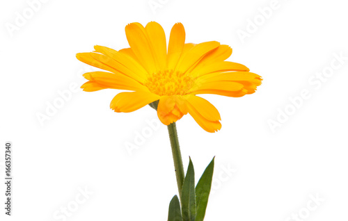 Flower of calendula isolated