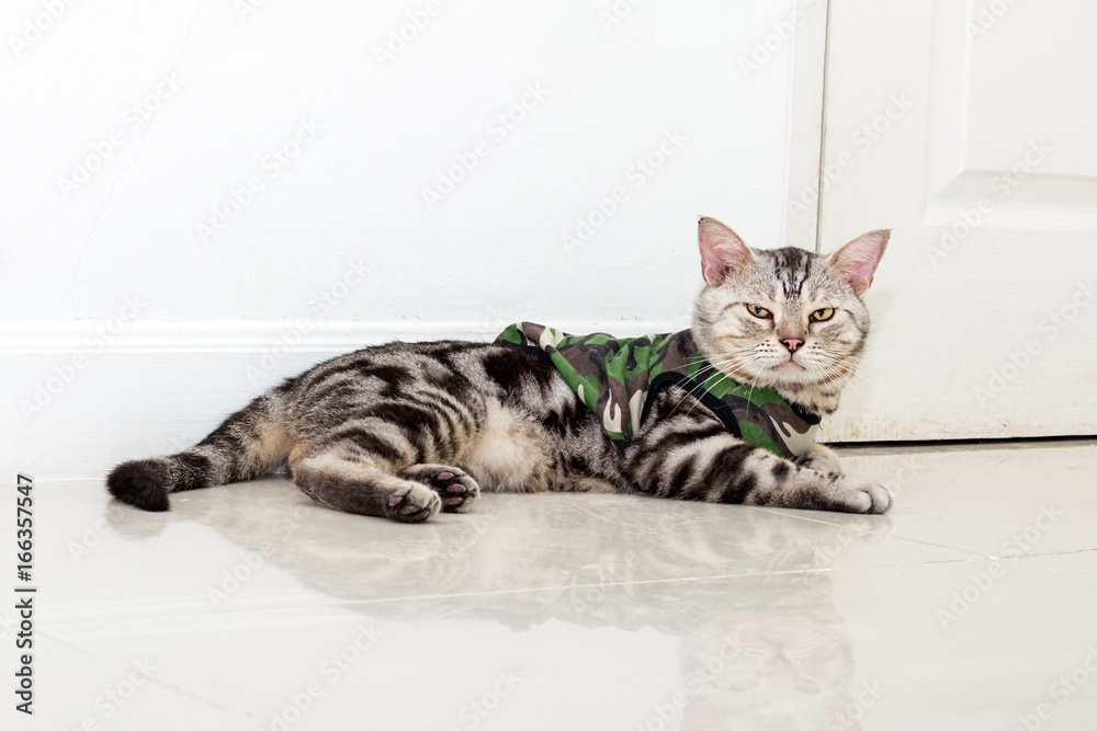 Cute American shorthair cat wearing soldier shirt and sitting on the floor with copyspace