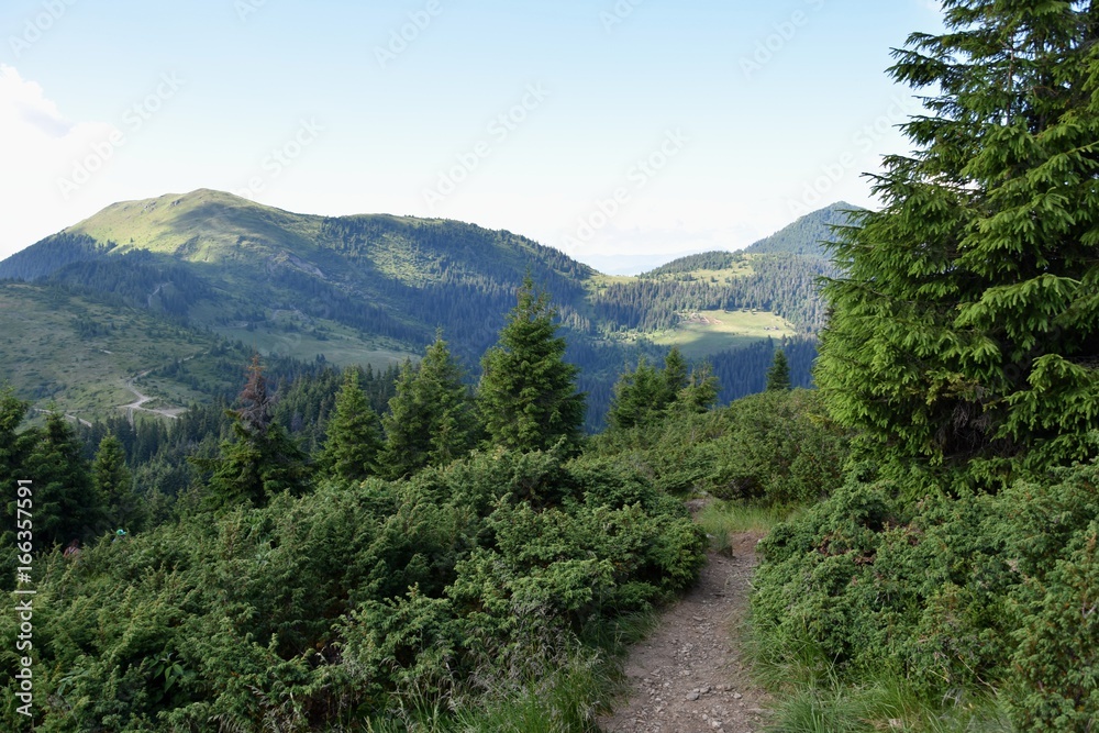 Fototapeta premium pine, forest, tree, trees, mountain, sky, landscape, beautiful, fir, green, high, summer, nature, woods, blue, mountains, outdoor, park, background, color, top, panorama, travel, environment, europe, 