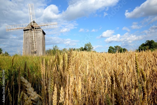 Obraz na płótnie Field of grain old windmill and blue sky with clouds w salonie