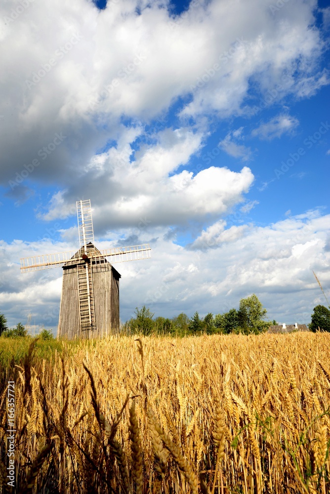 Field of grain old windmill and blue sky with clouds
