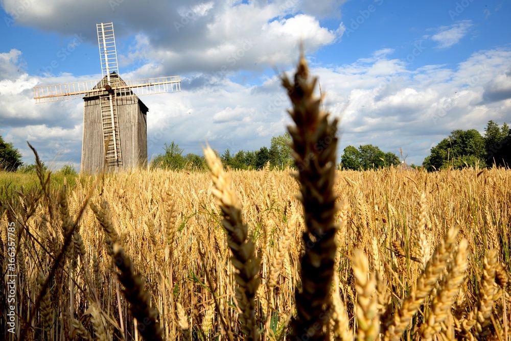 Field of grain old windmill and blue sky with clouds