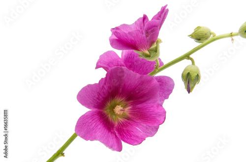 Fototapeta Naklejka Na Ścianę i Meble -  Flower lilac isolated