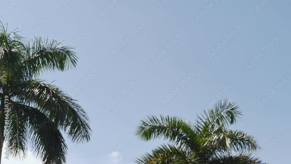 A view of an airplane flying across the clear sky and a palmtop next to it - Sunshine coming through the palm tree fronds. A view of an airplane flying across the clear sky and a palmtop next to it - Sunshine coming through the palm tree fronds.