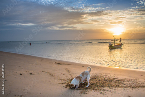 A dog is diging sand on the beach