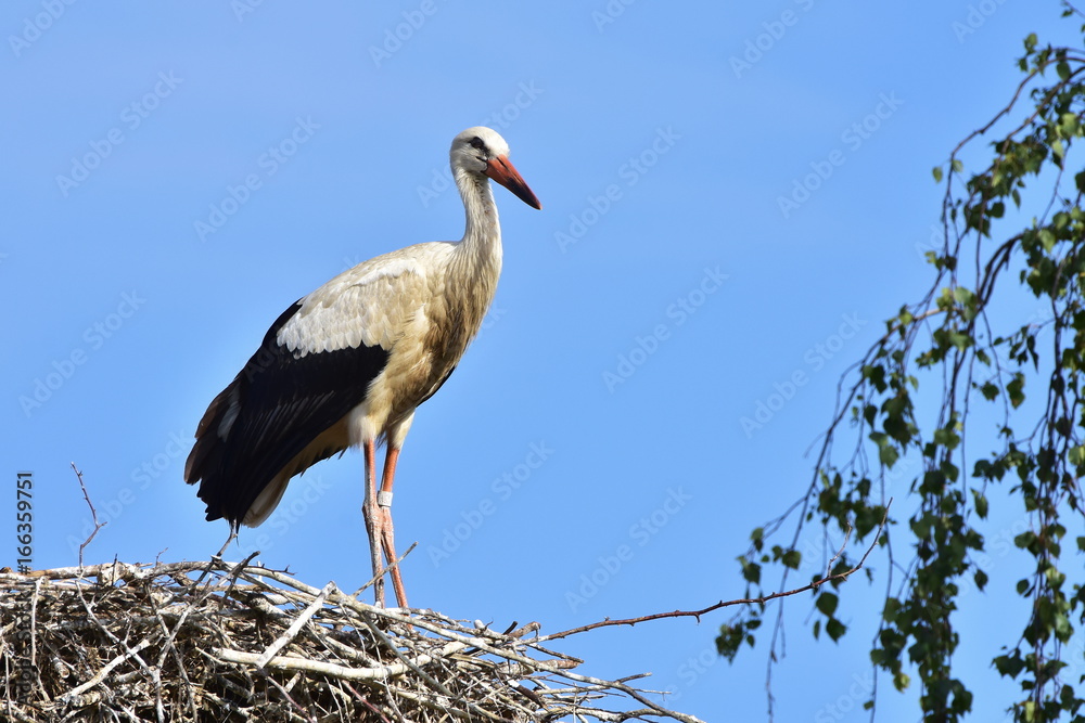 four young storks in nest day before first flight four young storks in nest day before first flight