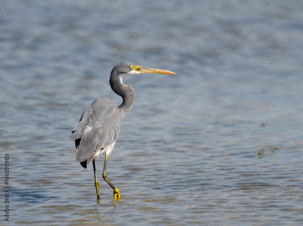 Fototapeta premium Western Reef Egret