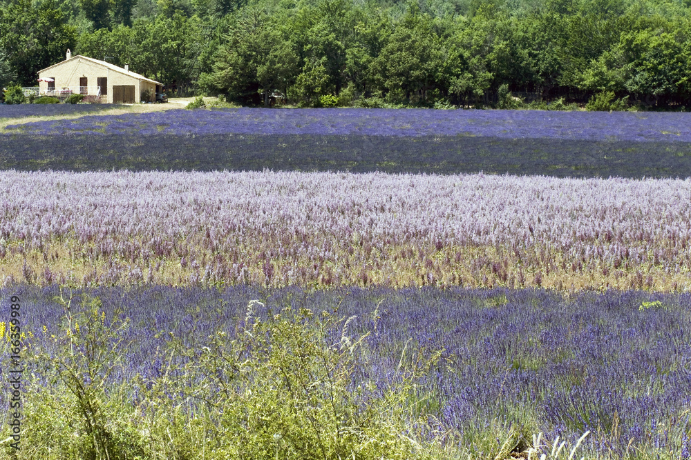 paesaggio provenzale, con le belle coltivazioni di lavanda
