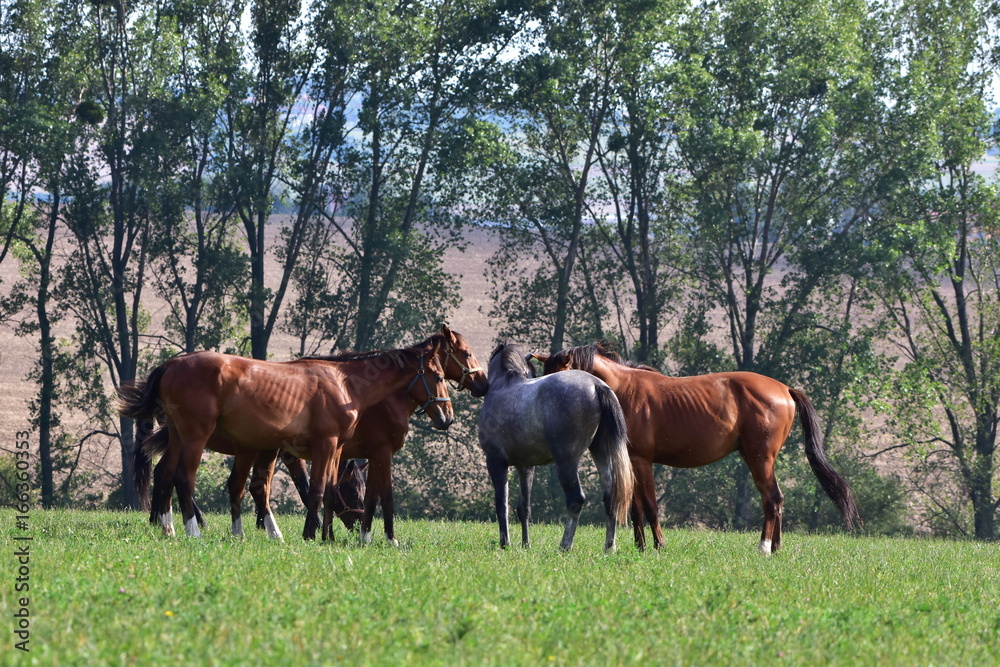 beautiful purebred foals