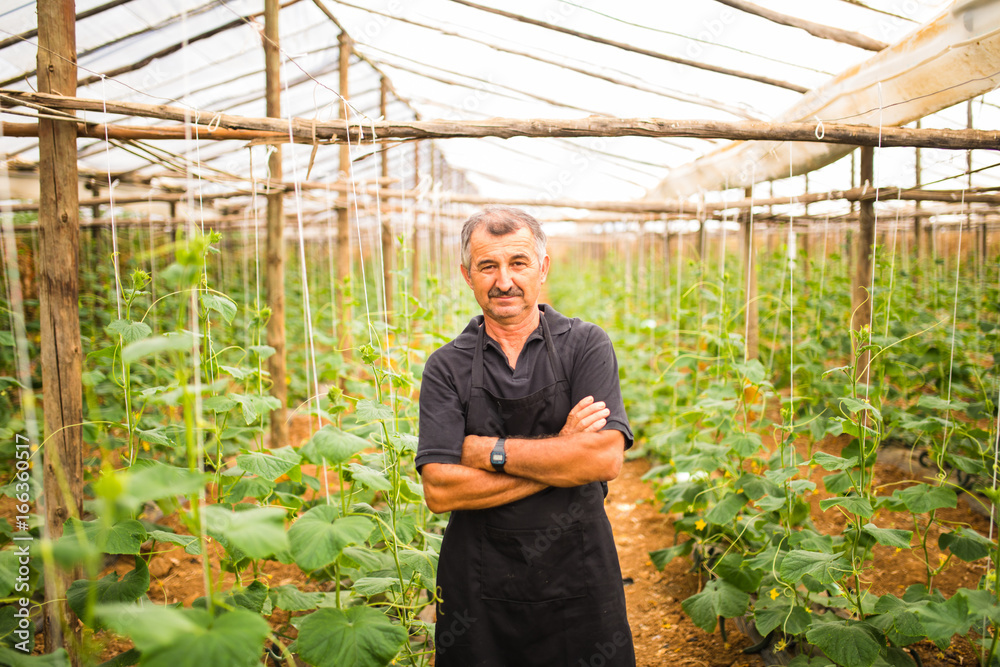 Obraz premium Middle age man with crossed hands cucumbers vegetables in a greenhouse. Agriculture