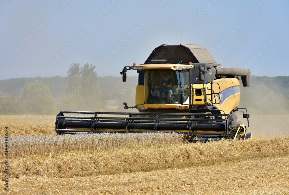 Fototapeta premium harvester in full work