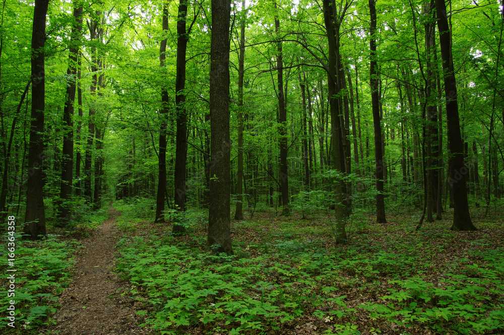 Obraz premium Trees in green forest