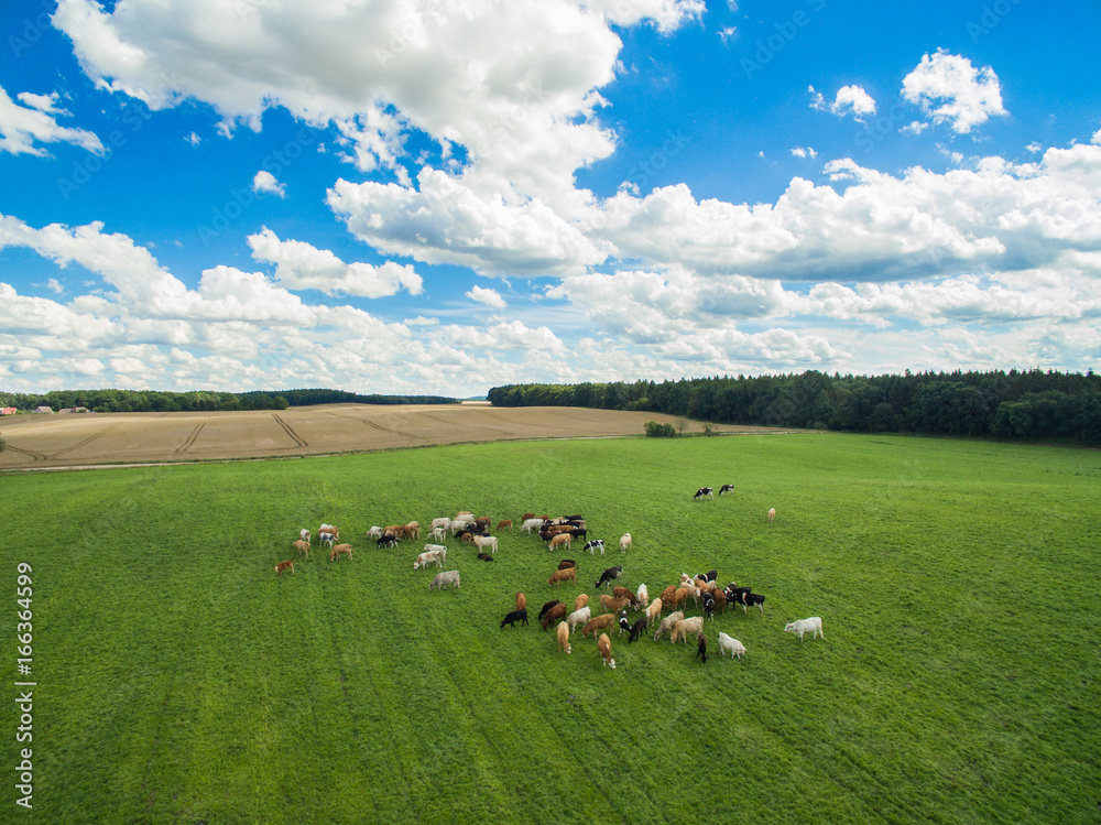aerial view of cows in a herd on a green pasture with cloudy blue sky in the summer