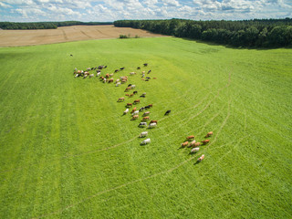 Foto auf Leinwand Kuh aerial view of cows in a herd on a green pasture with cloudy blue sky in the summer  © Riko Best