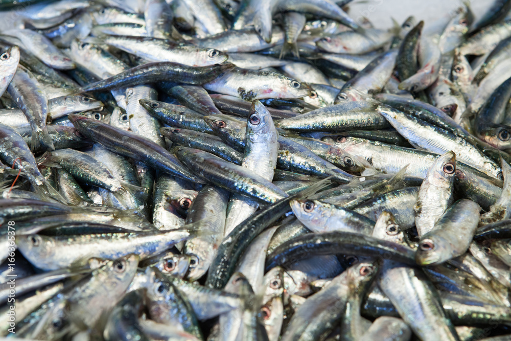 Sardines on the market Sardines on the market